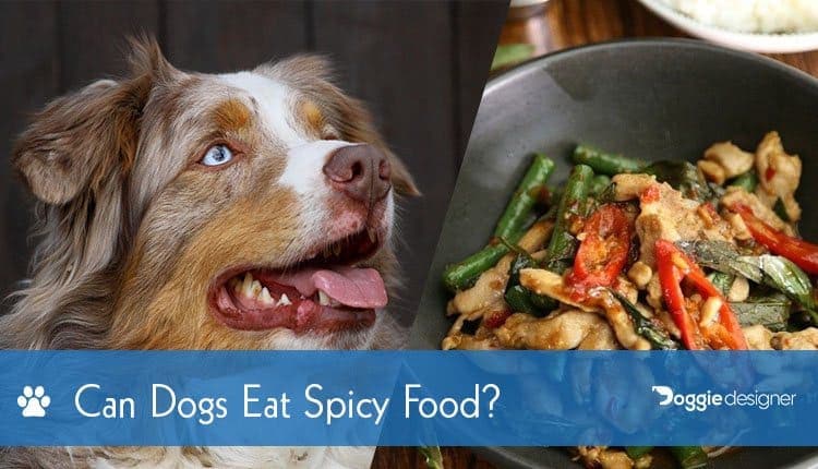 can dogs taste spicy
