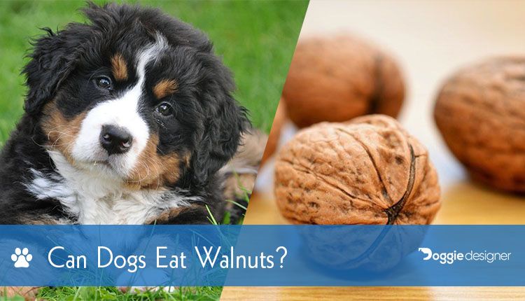 walnuts ok for dogs