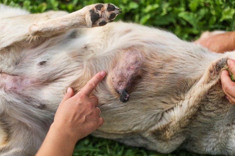 cancerous tumor in a dog