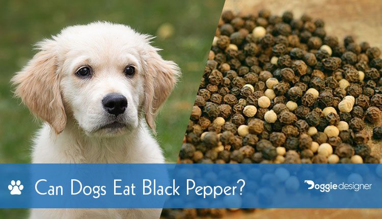 Can Dogs Eat Black Pepper Is Black Pepper Safe For Dogs Hepper