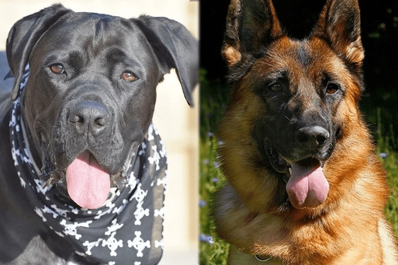 Cane Corso German Shepherd Mix Info Pictures Personality Facts