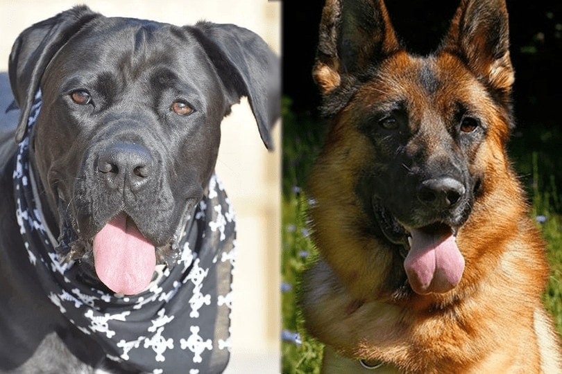 cane corso and german shepherd face