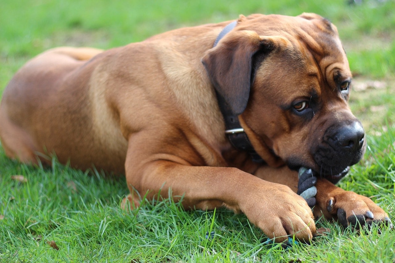 cane corso chewing its toy