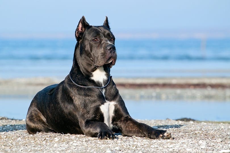 cane corso resting at the beach