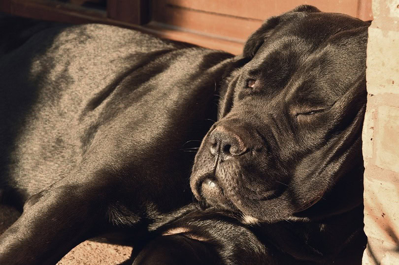 Cane corso best sale scary