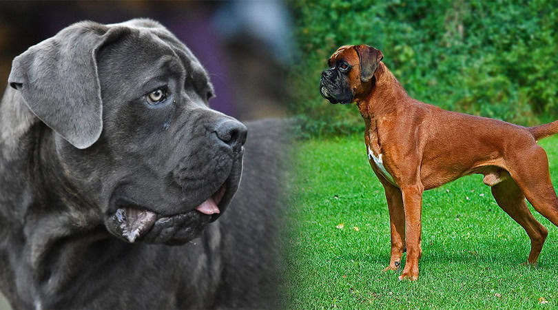 Boxer mix deals cane corso