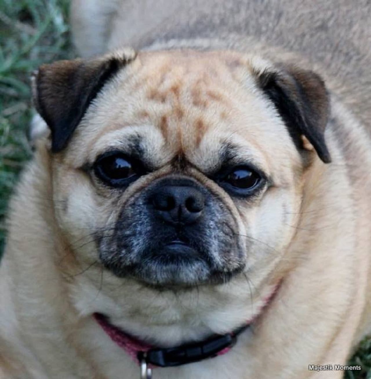 Dog Fights! - Chug vs. Chihuahua