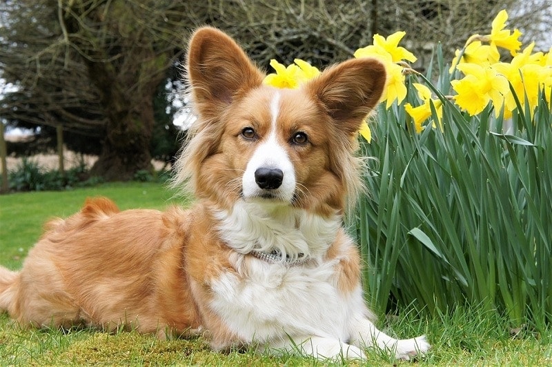 cardigan corgi