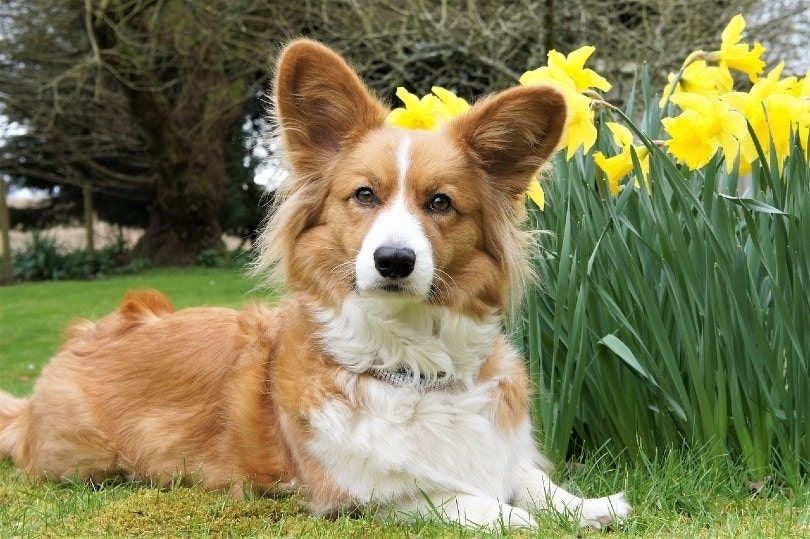 cardigan welsh corgi at the garden