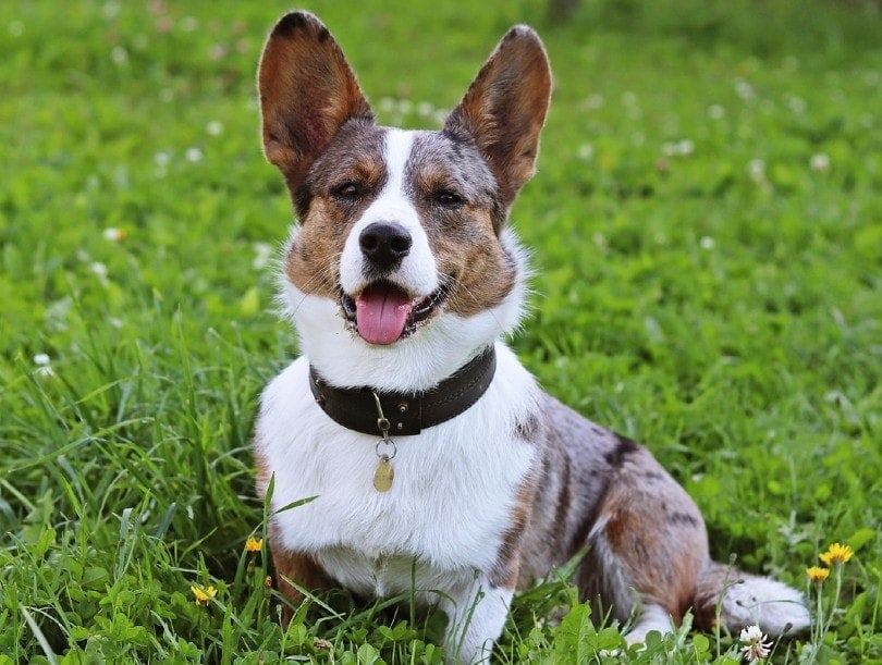 cardigan welsh corgi outdoors