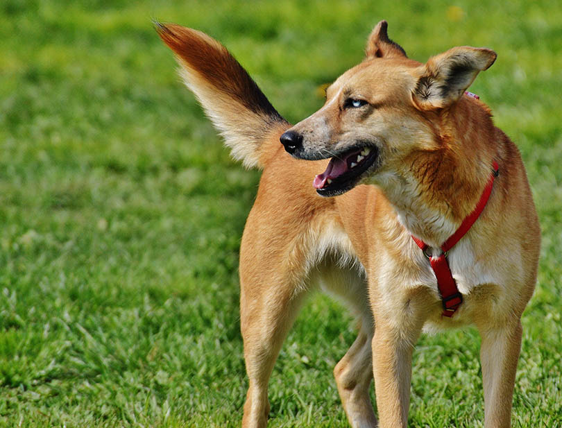 carolina dog german shepherd mix standing outdoor