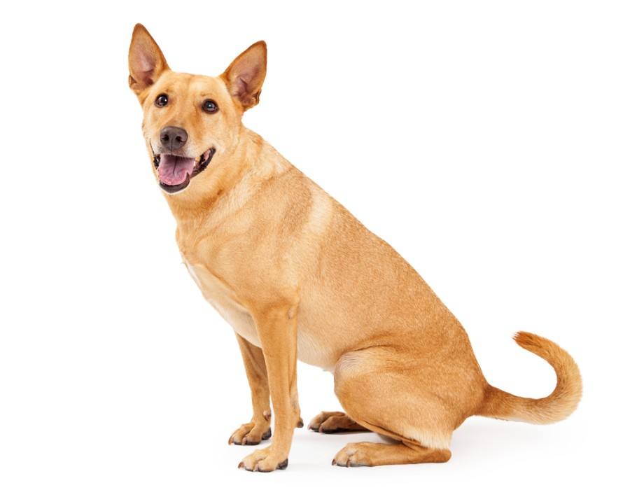 Carolina Dog Dingo) Breed Info: Pictures, Facts & Traits | Hepper