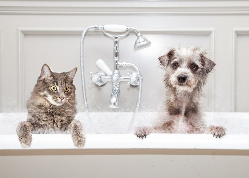 cat and dog sitting together in a luxury tub_Susan Schmitz_shutterstock
