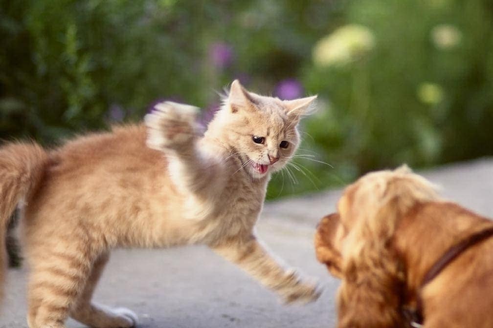 cat attacks a dog