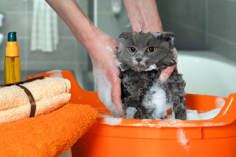 cat bath