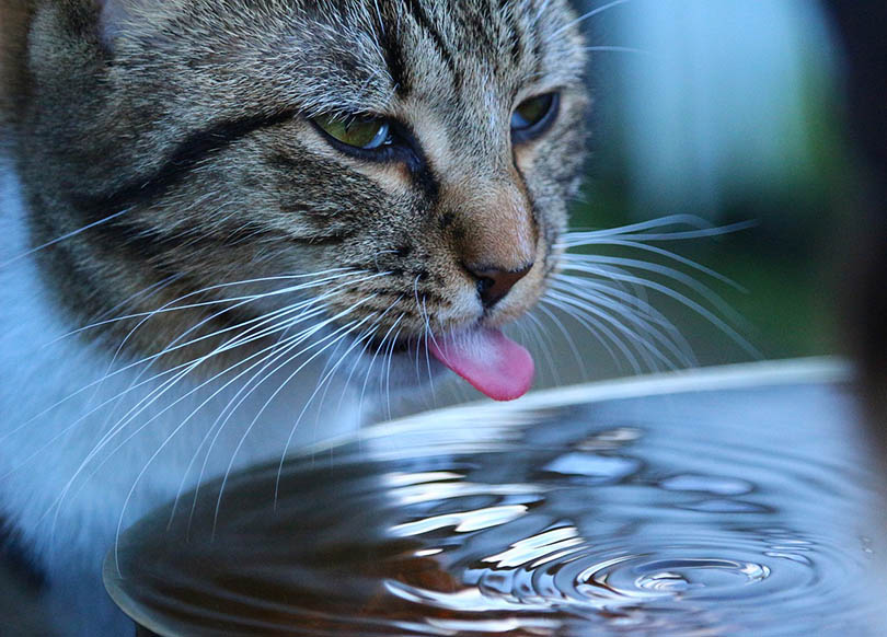 mèo uống nước