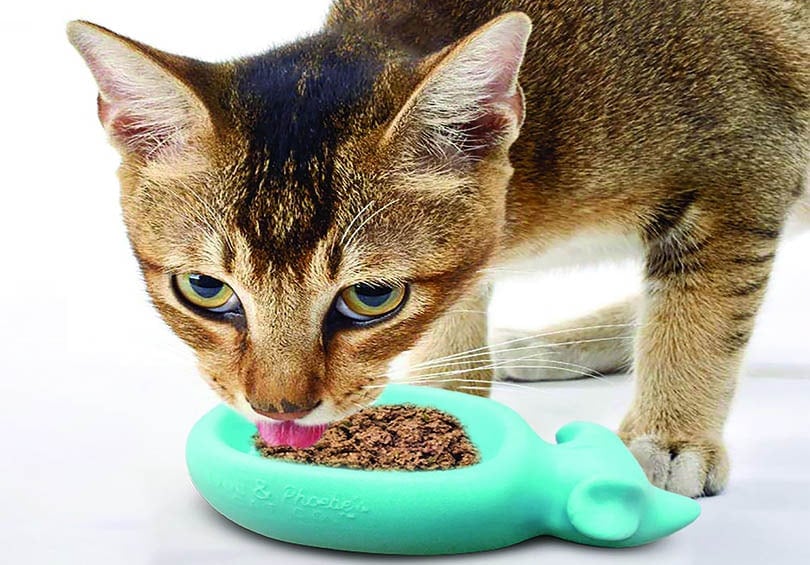cat eating from a slow feeder