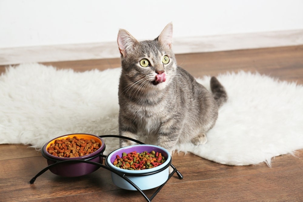 cat eating on floor at home