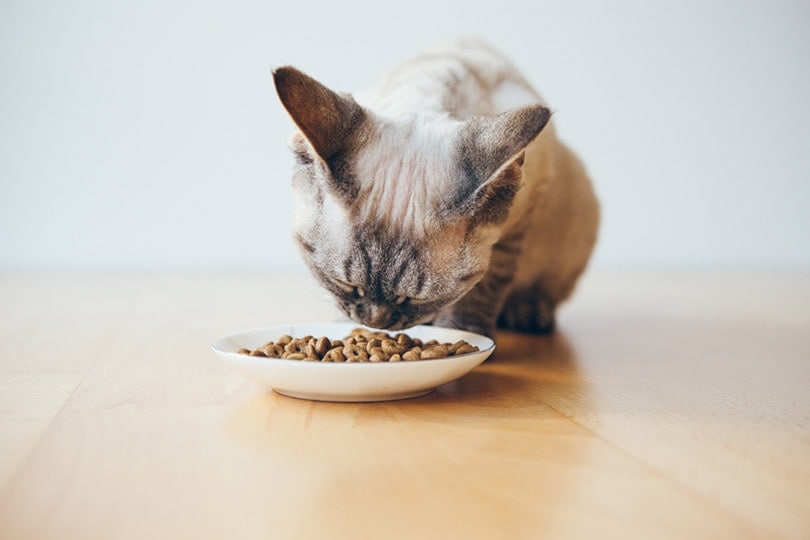 cat eats diet hypoallergenic dry food from the bowl