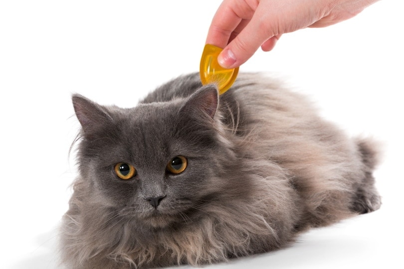 cat flea treatment