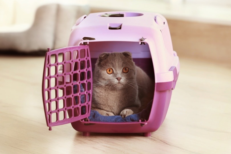 cat inside plastic carrier