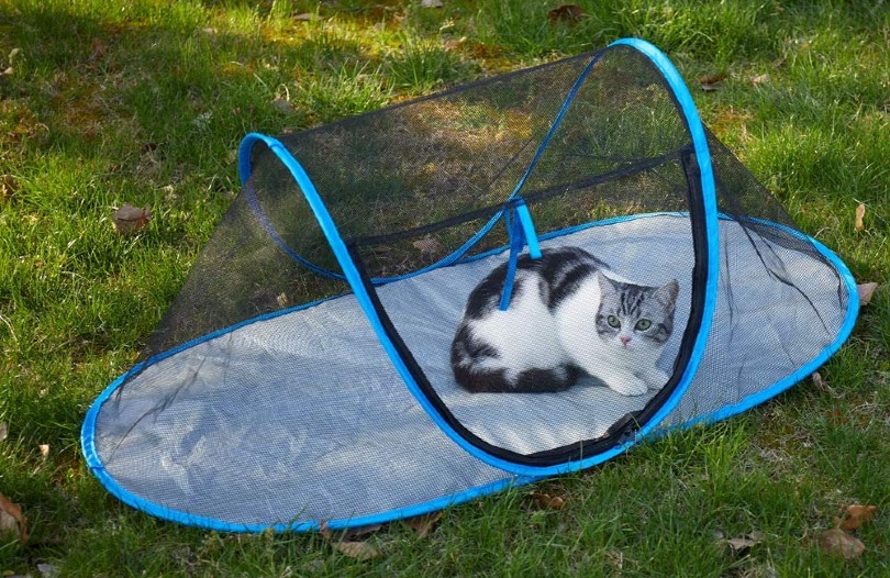 cat inside tent outdoors