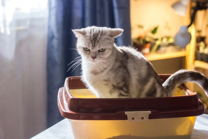 cat litter box on table