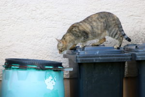 cat on top of trash can