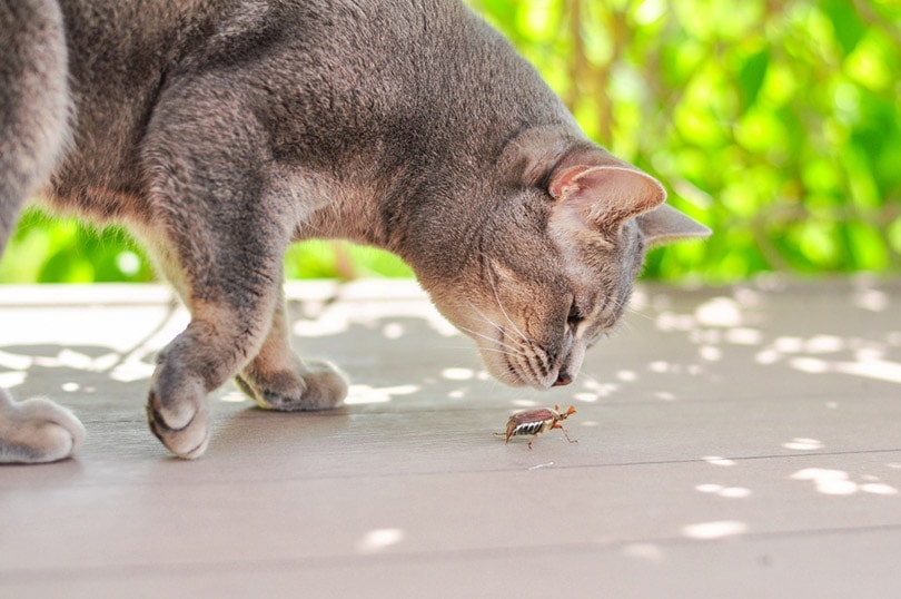 cat sniffs the creeping May bug