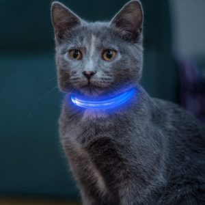 cat wearing Vizpet LED Cat Dog Collar USB Rechargeable