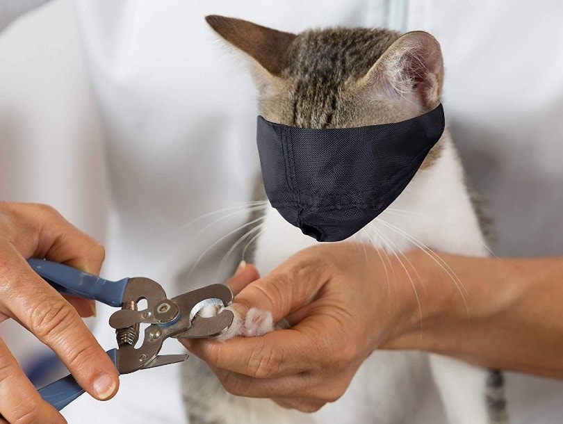 cat wearing a muzzle while nails are being trimmed