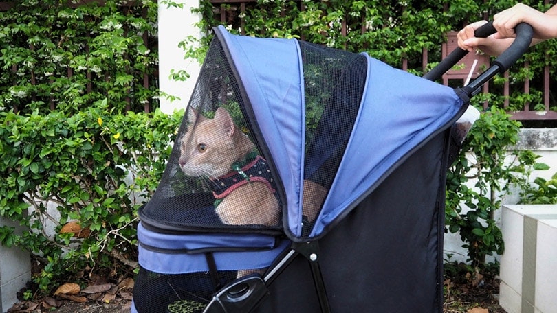 cat wearing cat harness inside pet stroller