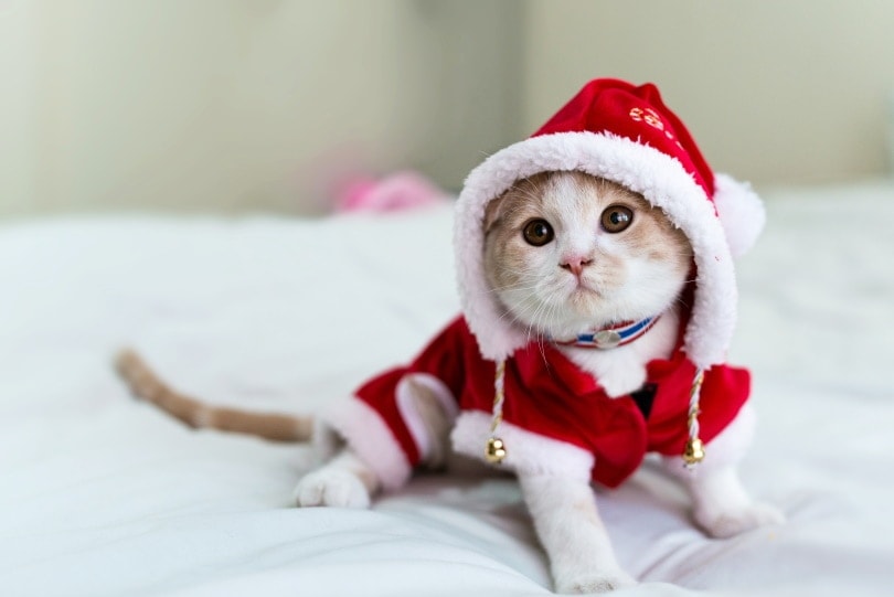 cat wearing santa claus costume