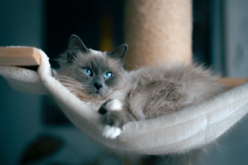 cat with blue eyes lying on fuzzy hammock