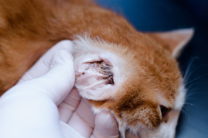 cat with ear mites