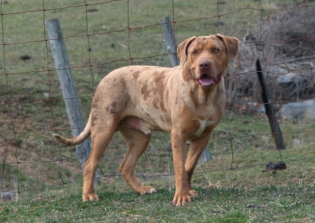 catahoula bulldog