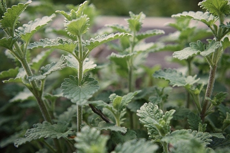 catnip plants