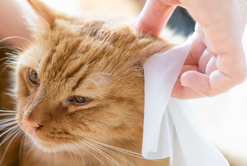 tai mèo đang được làm sạch bằng khăn lau tai