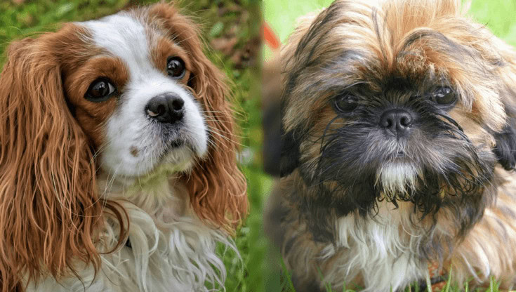 Shih tzu cavalier king charles spaniel mix 3 parents of the cava tzu