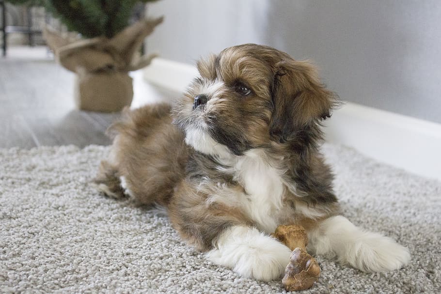 Cava-Tzu (King Spaniel & Shih-Tzu Mix): Pictures, Characteristics Facts | Hepper