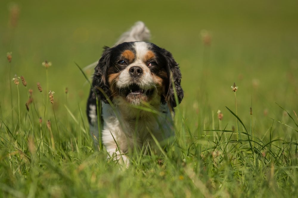 cavachin happy in grass