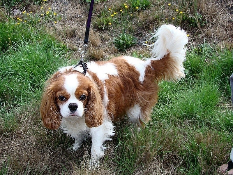 cavalier king charles