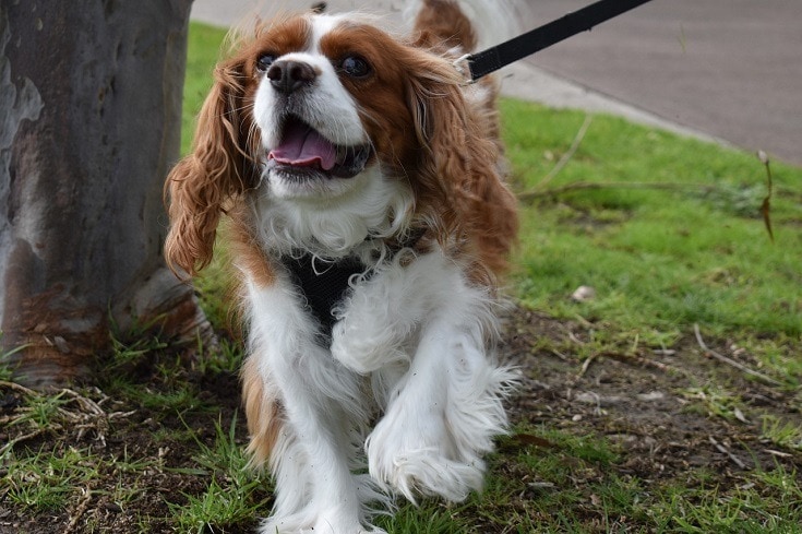 Cavalier King Charles spaniels carry more harmful genetic variants than  other breeds