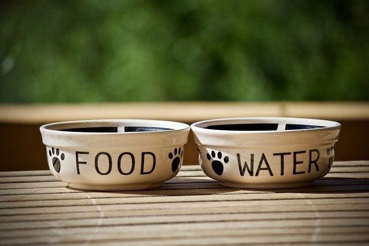 ceramic dog bowl