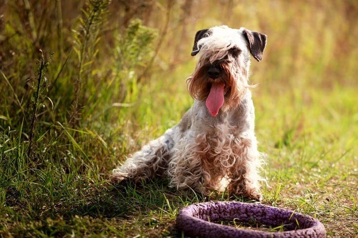 cesky terrier