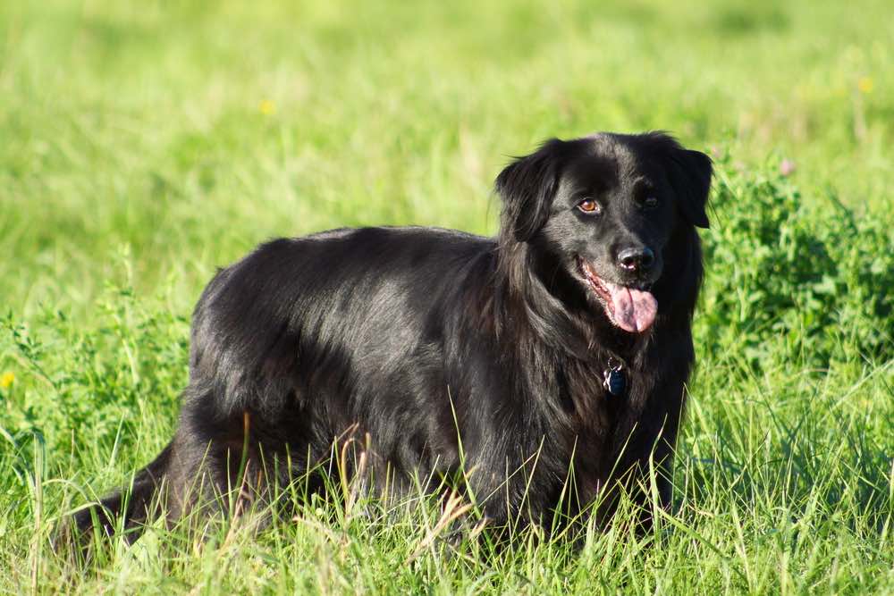 kampagne Joke oversætter Chabrador (Chow Chow & Lab Mix): Breed Info, Pics, Facts, Traits | Hepper