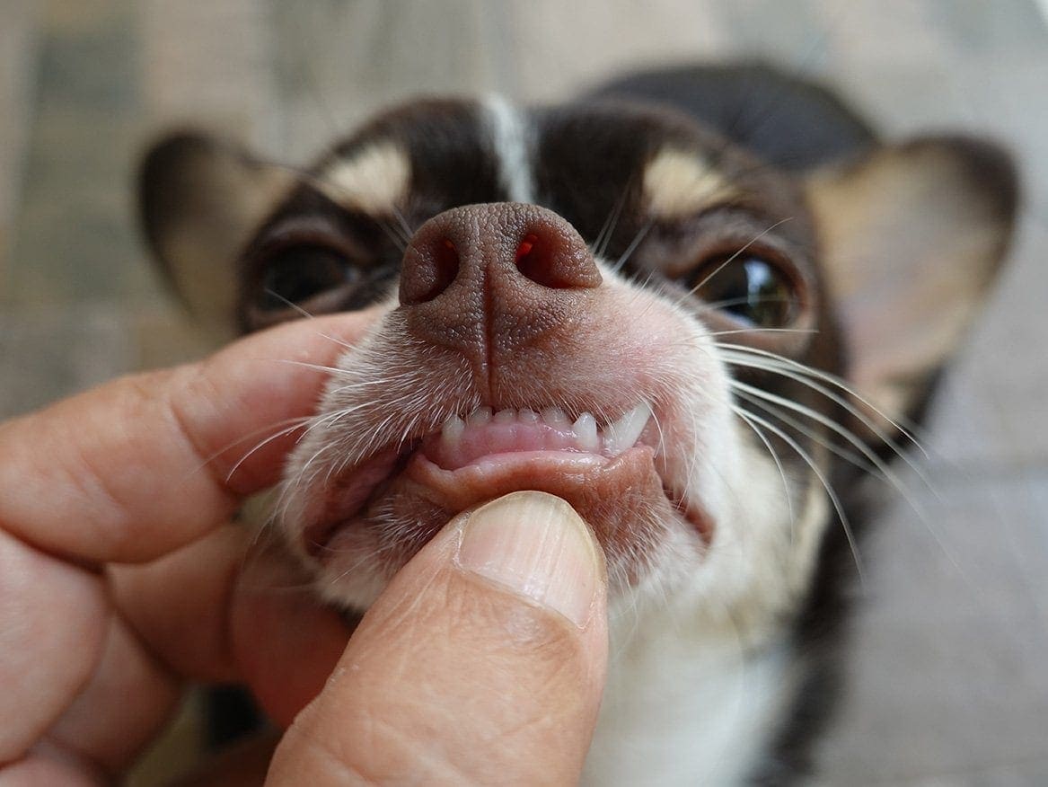 Should puppies have online rawhide