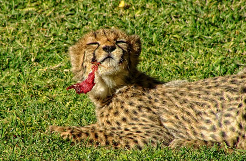 cheetah cub eating an animal