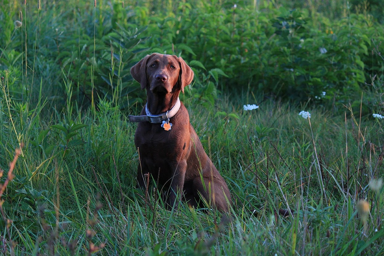 Chesador Chesapeake Bay Retriever Lab Mix Info Pics Facts