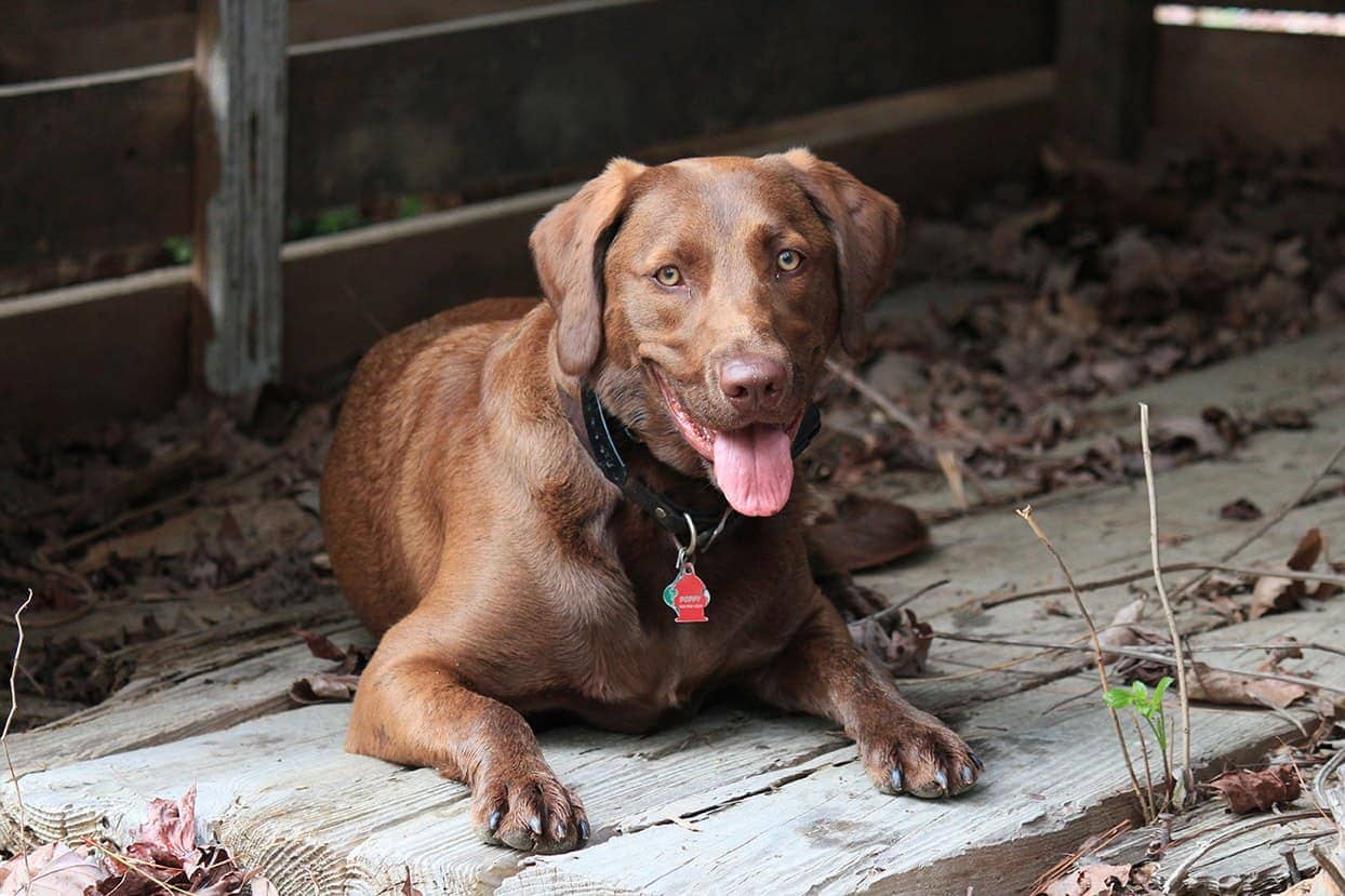 Chesador (Chesapeake Bay Retriever & Lab Mix): Info, Facts Hepper